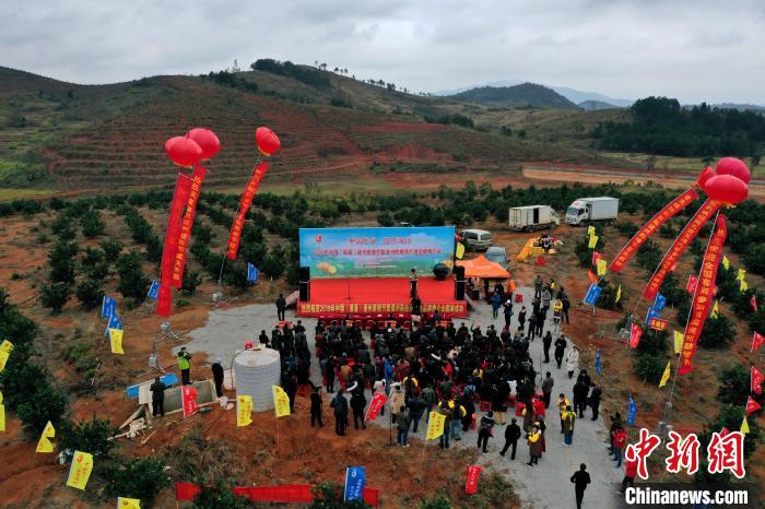 湖南道县举办首届脐橙节暨道州脐橙原产地品牌推介会。　盘林 摄