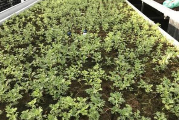 紫菊组培苗春季栽培管理技术