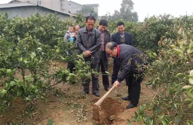 春季果树施肥误区