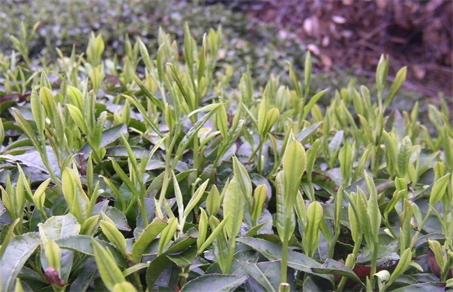 茶树 茶树生长环境 种植要求