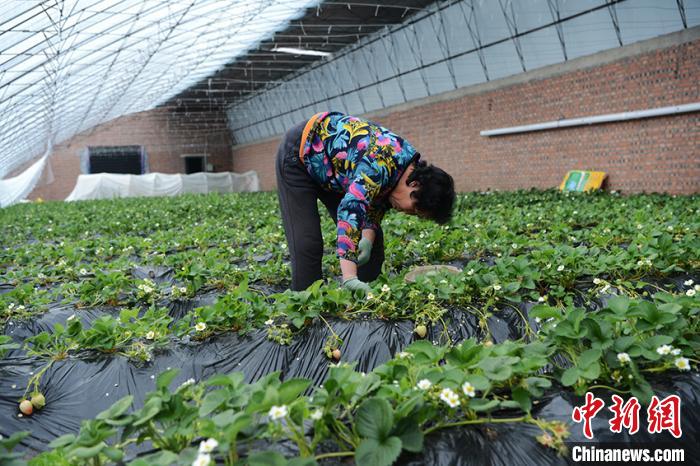 吉林延吉春耕备耕忙线上备耕受热捧
