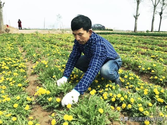 汤阴：致富“小能手”吕汉华，不仅自己摘下贫困帽，还成了产业带贫人