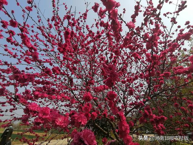 确山：蚂蚁山中紫英桃花尽情绽放，本地村民靠种桃走上致富路