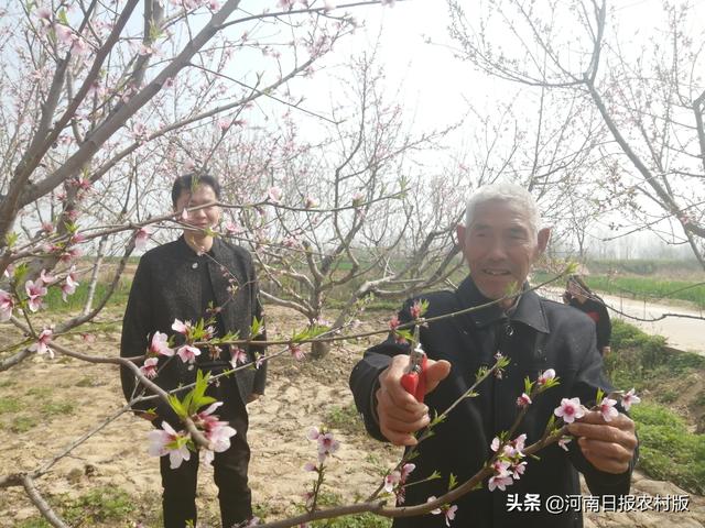 确山：蚂蚁山中紫英桃花尽情绽放，本地村民靠种桃走上致富路