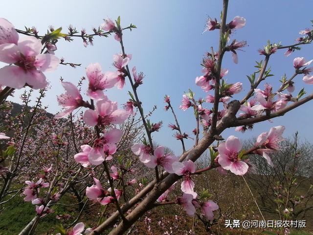 确山：蚂蚁山中紫英桃花尽情绽放，本地村民靠种桃走上致富路