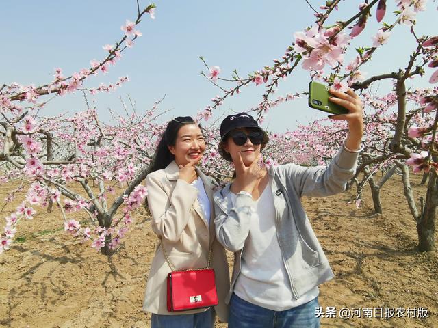 宁陵：桃红梨白春意闹，乡村振兴农耕乐！