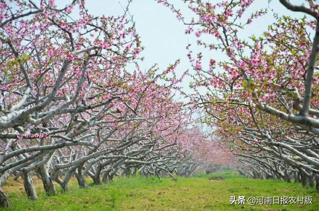 宁陵：桃红梨白春意闹，乡村振兴农耕乐！