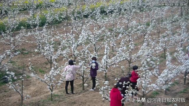 方城县博望镇：又逢春光美，万树梨花开