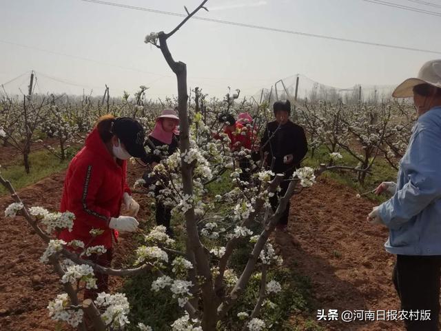 方城县博望镇：又逢春光美，万树梨花开