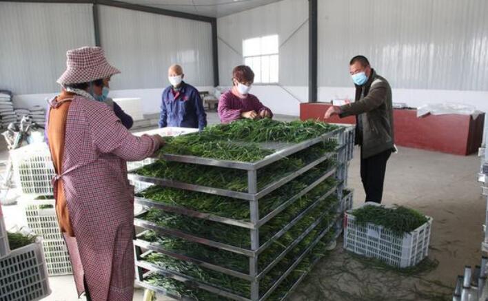 种植黑麦苗一亩收入五六千元，饲草种植助农增收