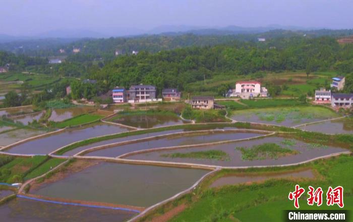 稻田“变身”稻虾共生重庆潼南建成中国西南地区最大生态小龙虾养殖基地