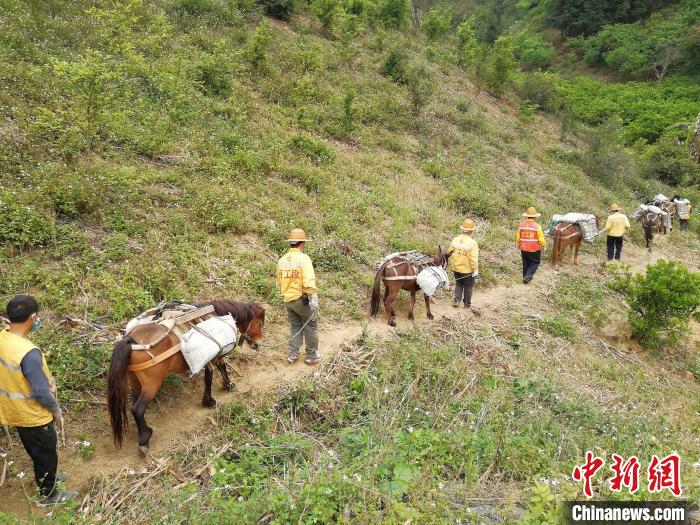 马帮行进在山间。　韦森 摄