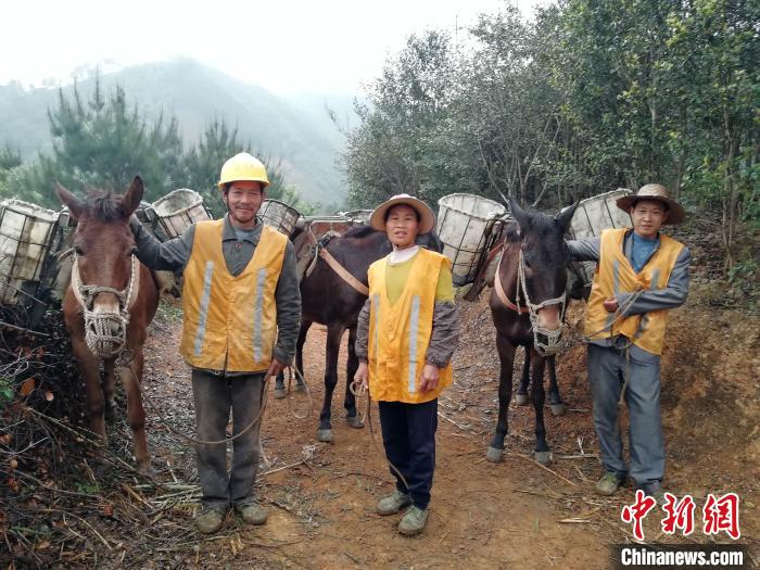 古老的运输方式马帮驮运助广西瑶乡农民摘掉贫困帽