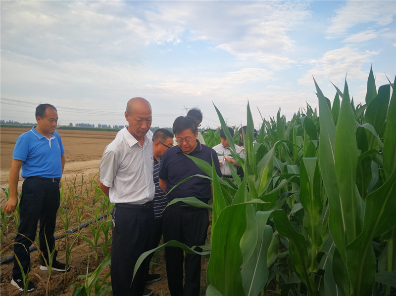 宁殿林在渭南市华州区玉米田调研指导.jpg
