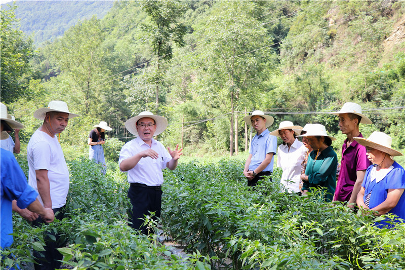 张开军为辣椒种植户讲授田间管理知识.jpg