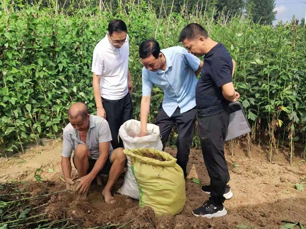 乌药采收_副本.jpg