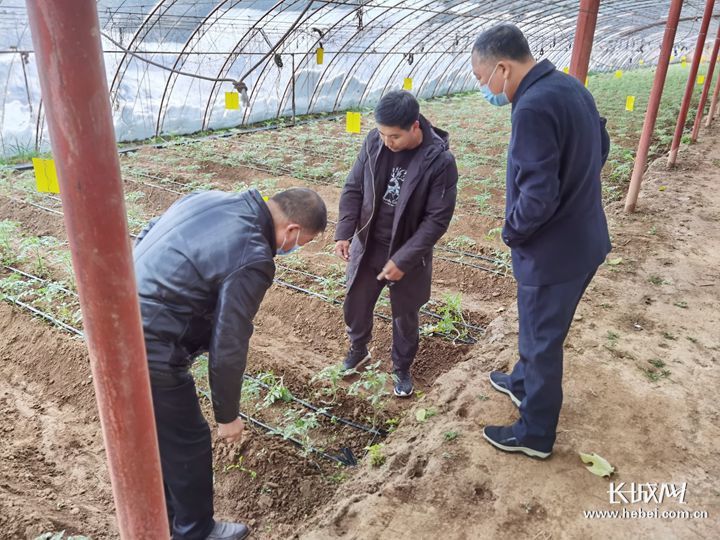 栾城农业农村局技术人员指导设施蔬菜种植户雪后保温及生产技术。长城网?冀云客户端记者贾宏博 通讯员 张新庆 摄