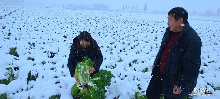 定州市农业农村局工作人员冒雪在蔬菜基地查看白菜生长情况。长城网?冀云客户端记者 赵绅光 通讯员 刘淑琴 摄